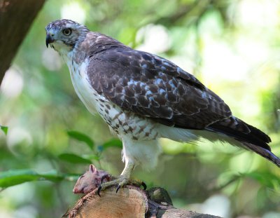red tail hawk with squirrel w5212.jpg