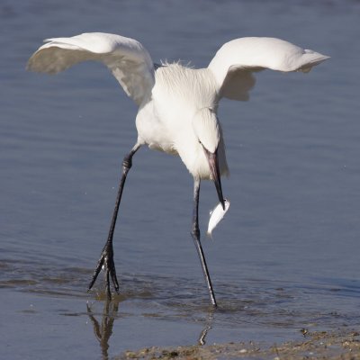 reddish egret - white morph w9371.jpg