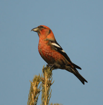 white winged crossbill w6862.jpg