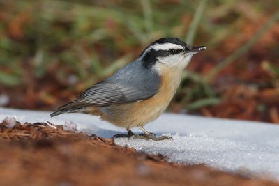 nuthatches, chickadees, and titmice