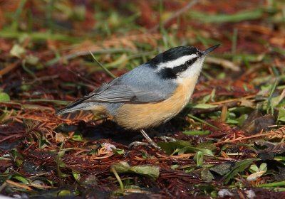 red-breasted nuthatch w6971.jpg