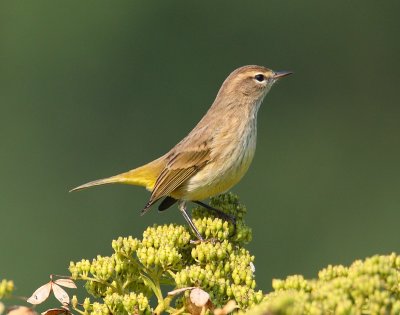 Warblers and Vireos