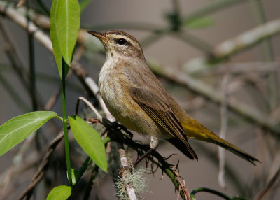 palm warbler w2856.jpg