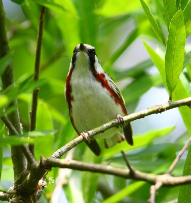 chestnut-sided warbler w4018.jpg