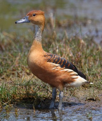 fulvous whistling duck w3757.jpg