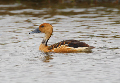 fulvous whistling duck w3352.jpg