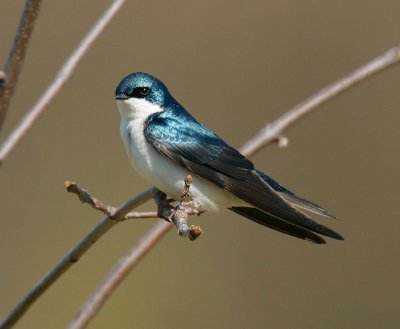 swallows