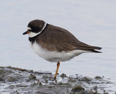 semipalmated plover w1237.jpg