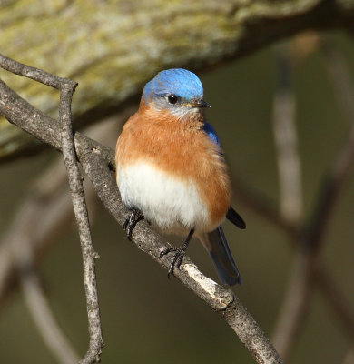 bluebirds