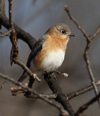 eastern bluebird w8348.jpg