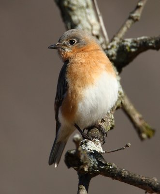 bluebirds