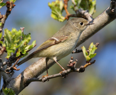 ruby-crowned kinglet w9606.jpg