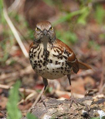 brown thrasher w9804.jpg