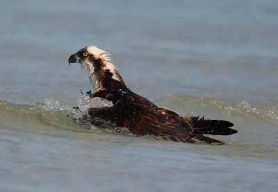 osprey bathing w0468.jpg