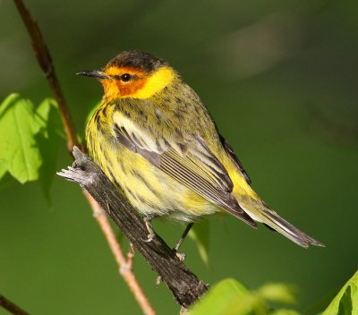 cape may warbler w0783.jpg