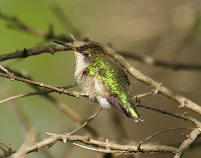 ruby-throated hummingbird w0833.jpg