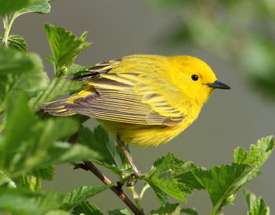 yellow warbler w0844.jpg