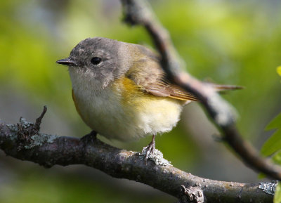 american redstart w0872.jpg