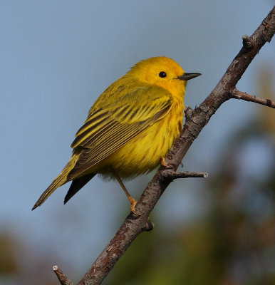 yellow warbler w0891.jpg