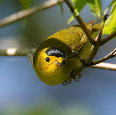 wilsons warbler w0935.jpg