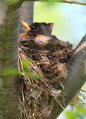 robin w0918.jpg