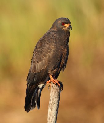 snail kite 7814s.jpg