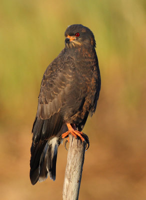 snail kite 7828s.jpg