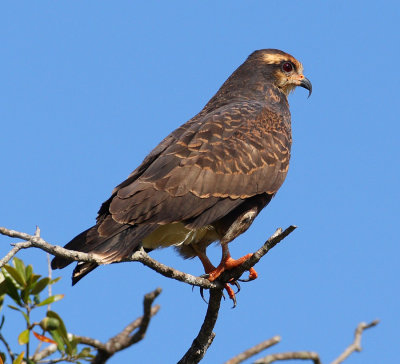 snail kite 8225s.jpg