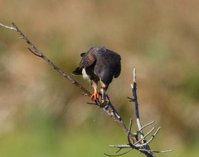 snail kite 7883s.jpg