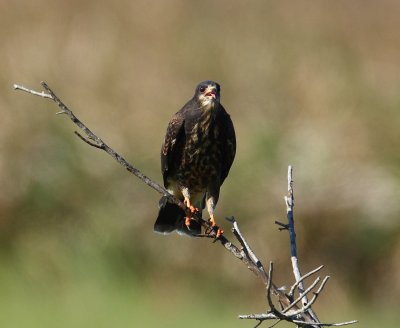 snail kite 7932s.jpg