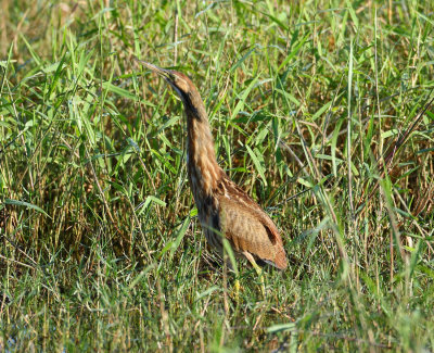 american bittern 7835s.jpg