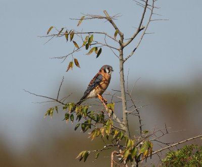 american kestrel 7856s.jpg