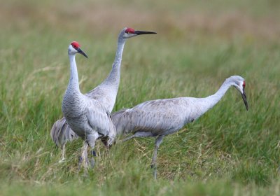 sandhill cranes 8302s.jpg