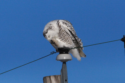 snowy owl 3975s.jpg