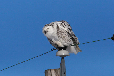 snowy owl 3994s.jpg