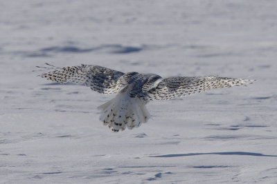 snowy owl 3866s.jpg