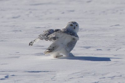 snowy owl 3867s.jpg
