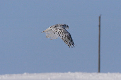 snowy owl 3890s.jpg