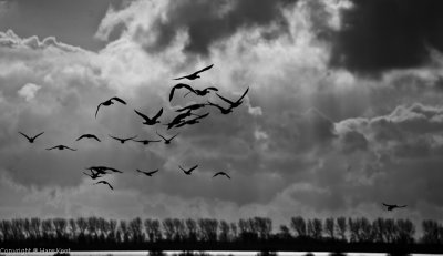 Just some birds.... and a cloud