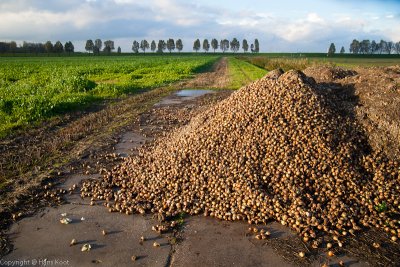 Onions and some Trees