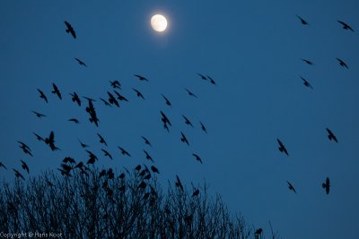 Crows, Full Moon Expectation