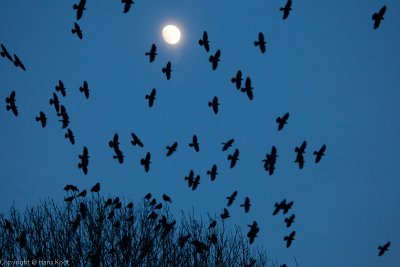 Crows, Full Moon Expectation #2