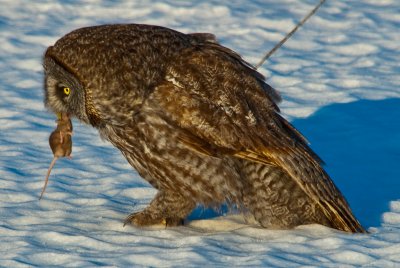 The owl kills its prey by biting its neck.