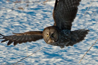 Great gray owls fly low to the ground.