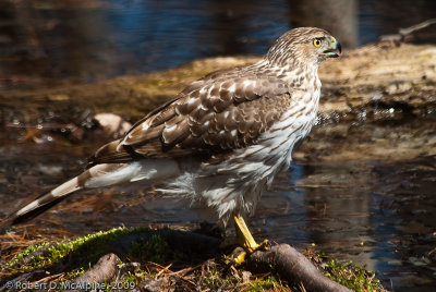 Female juvenile Cooper's Hawk - mom