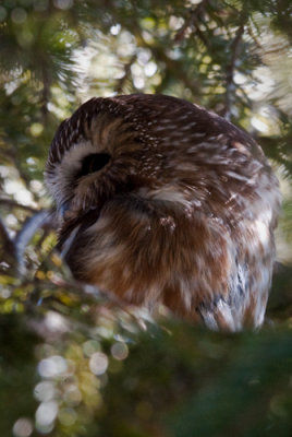 Northern Saw-Whet Owls  -  (Aegolius acadicus)  -  Petite nyctale