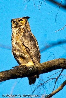 Great Horned Owl  -  (Bubo virginianus)  -  Grand-duc d'Amrique