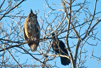 a brave Crow playing chicken with female Great horned owl.