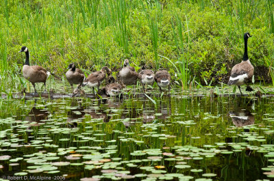 A family of Canada Geese on the Barron River in Algonquin Park, 2006.