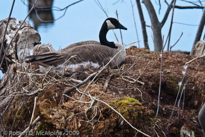Sitting on the nest on a small island in Mud Lake, Ottawa .